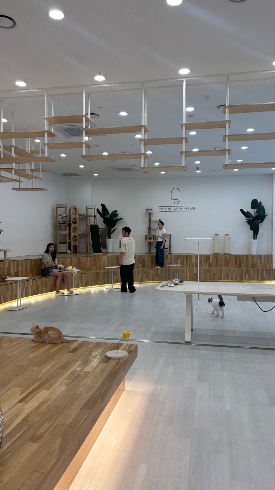 캣플  고양이카페 청소구합니다 공고 썸네일