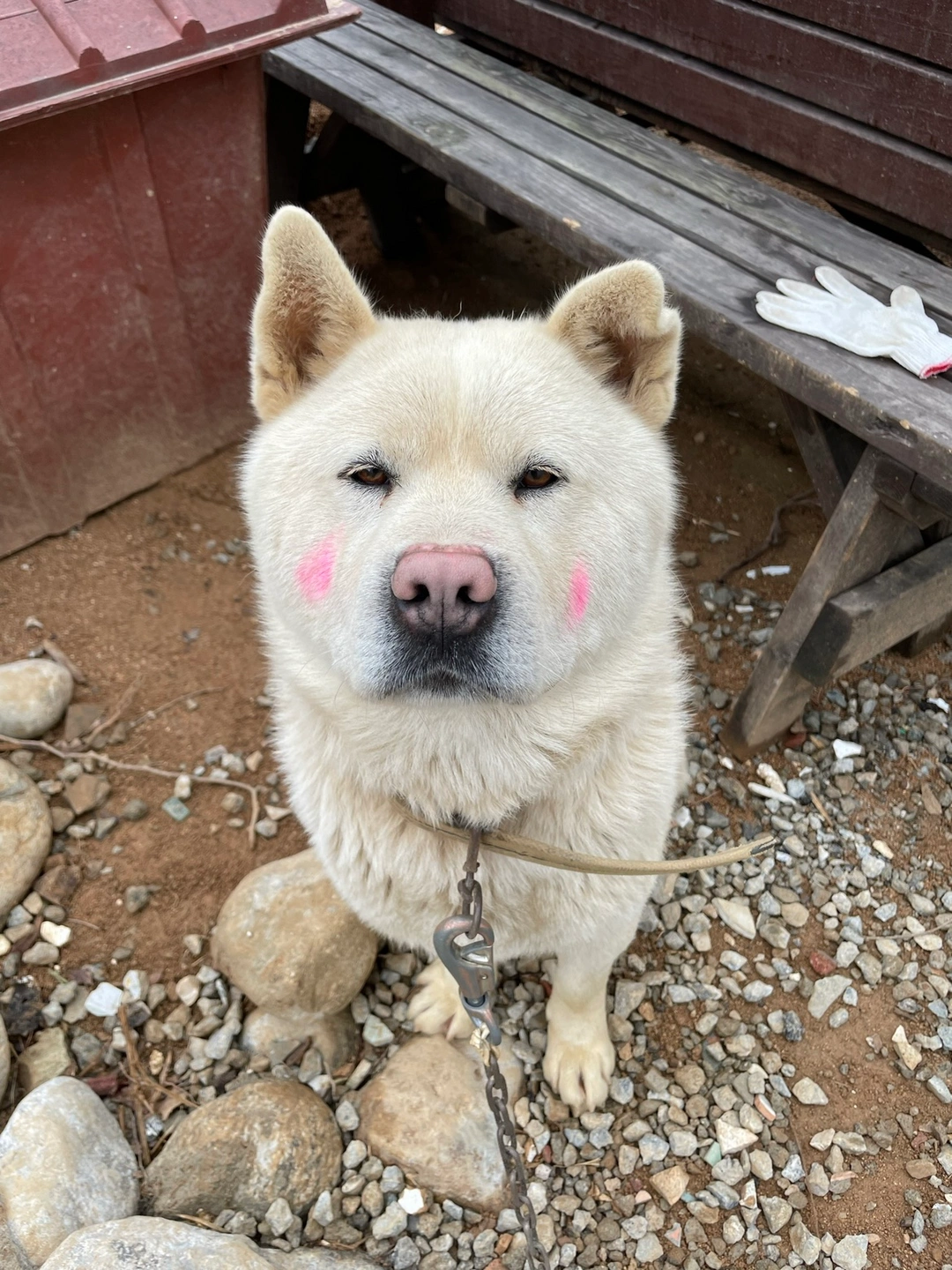 풍산개 목욕시켜주실 분 찾습니다!!