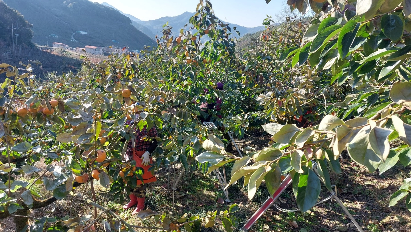 단감 과수원 수확및운반