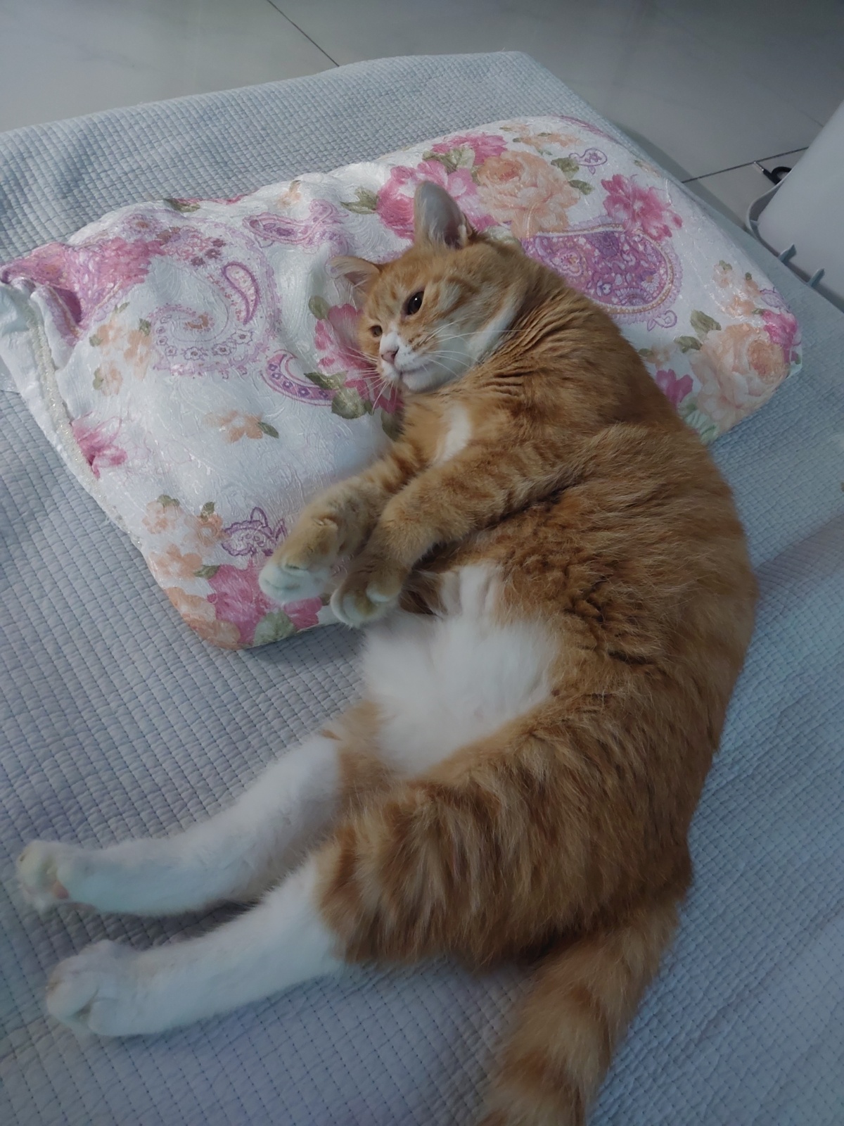 고양이 케어 공고 썸네일