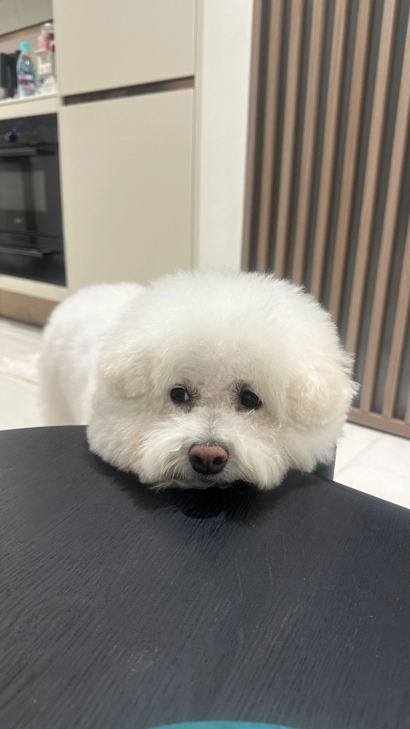 강아지 미용 데려다주실분