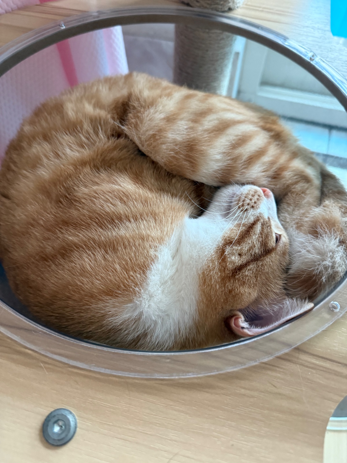 고양이 방문 돌봄 공고 썸네일