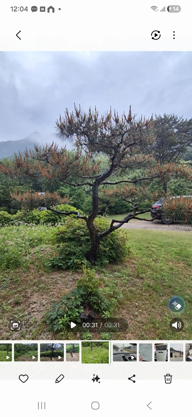 소나무 굴취,식재 작업해주실분