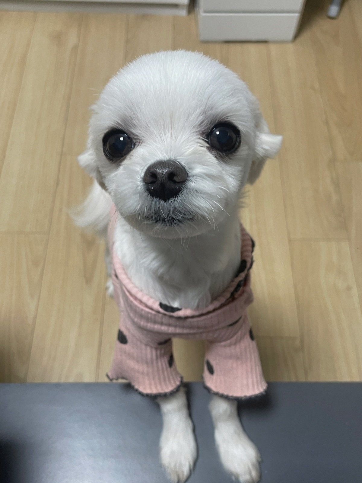 애견풀빌라 관리자분 모십니다!~ 공고 썸네일