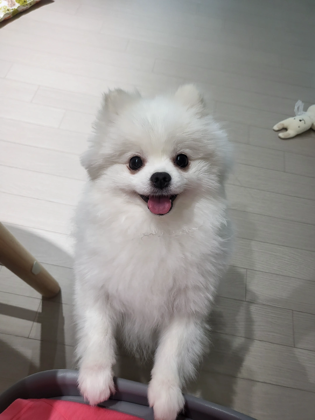 강아지 돌봄