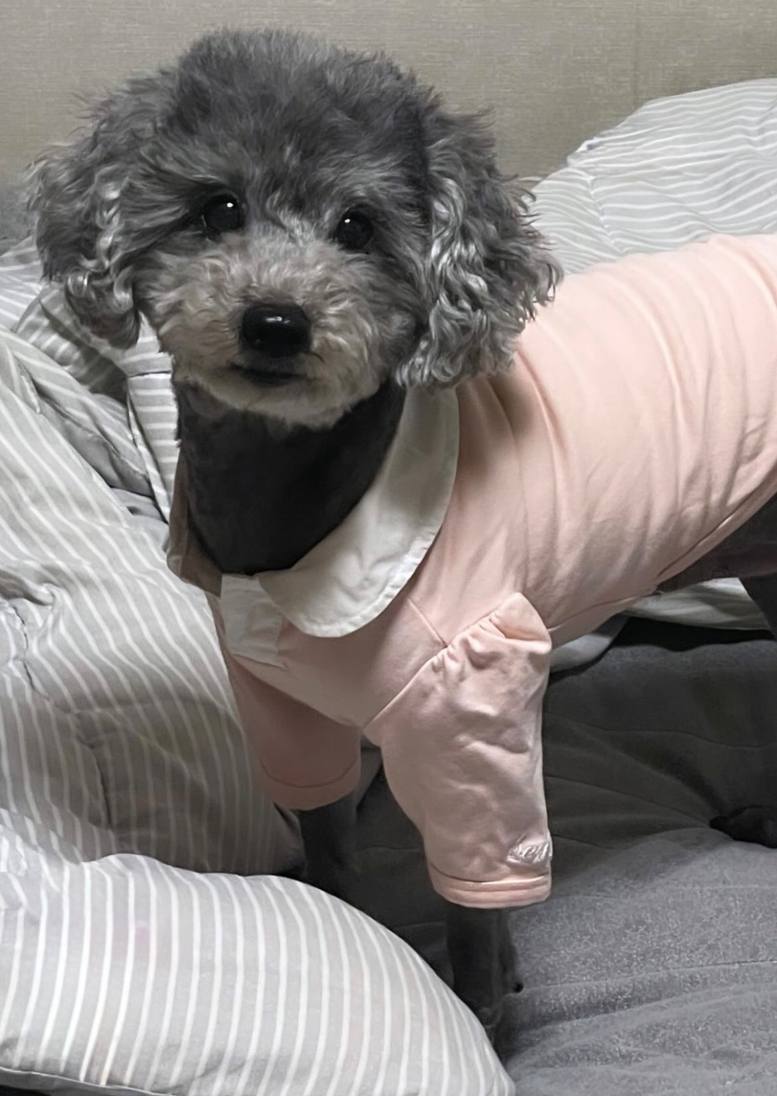 강아지 돌봄 해주실 분 찾습니다!(5개월) 공고 썸네일