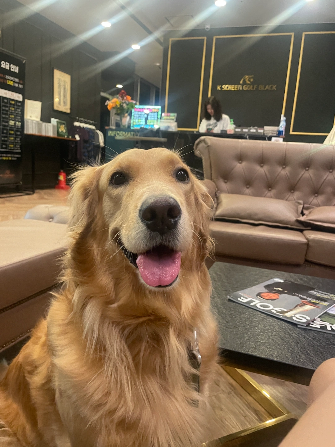 대형견 리트리버 돌봄