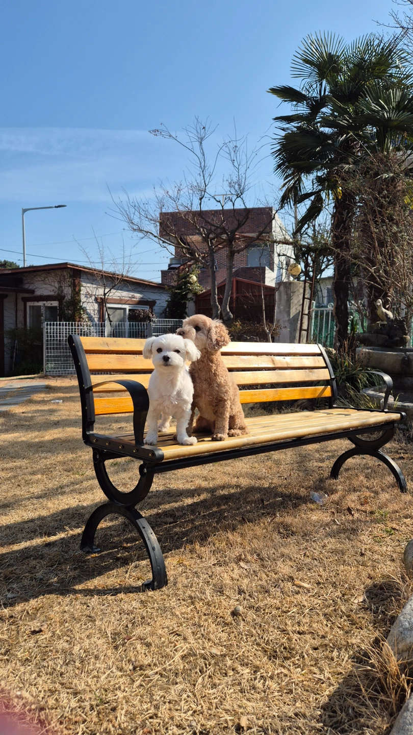 강아지 산책
