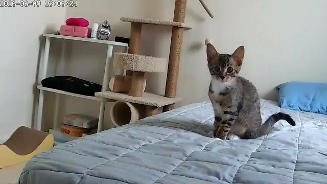 아기 고양이 기본케어 + 사냥놀이 30분