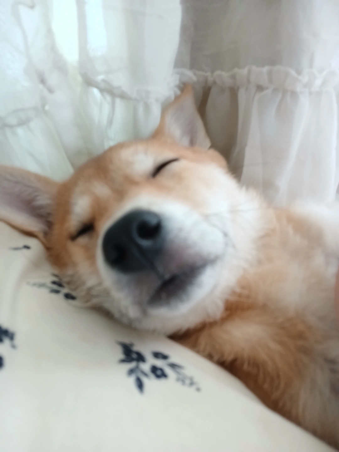 오늘 강아지 데이케어