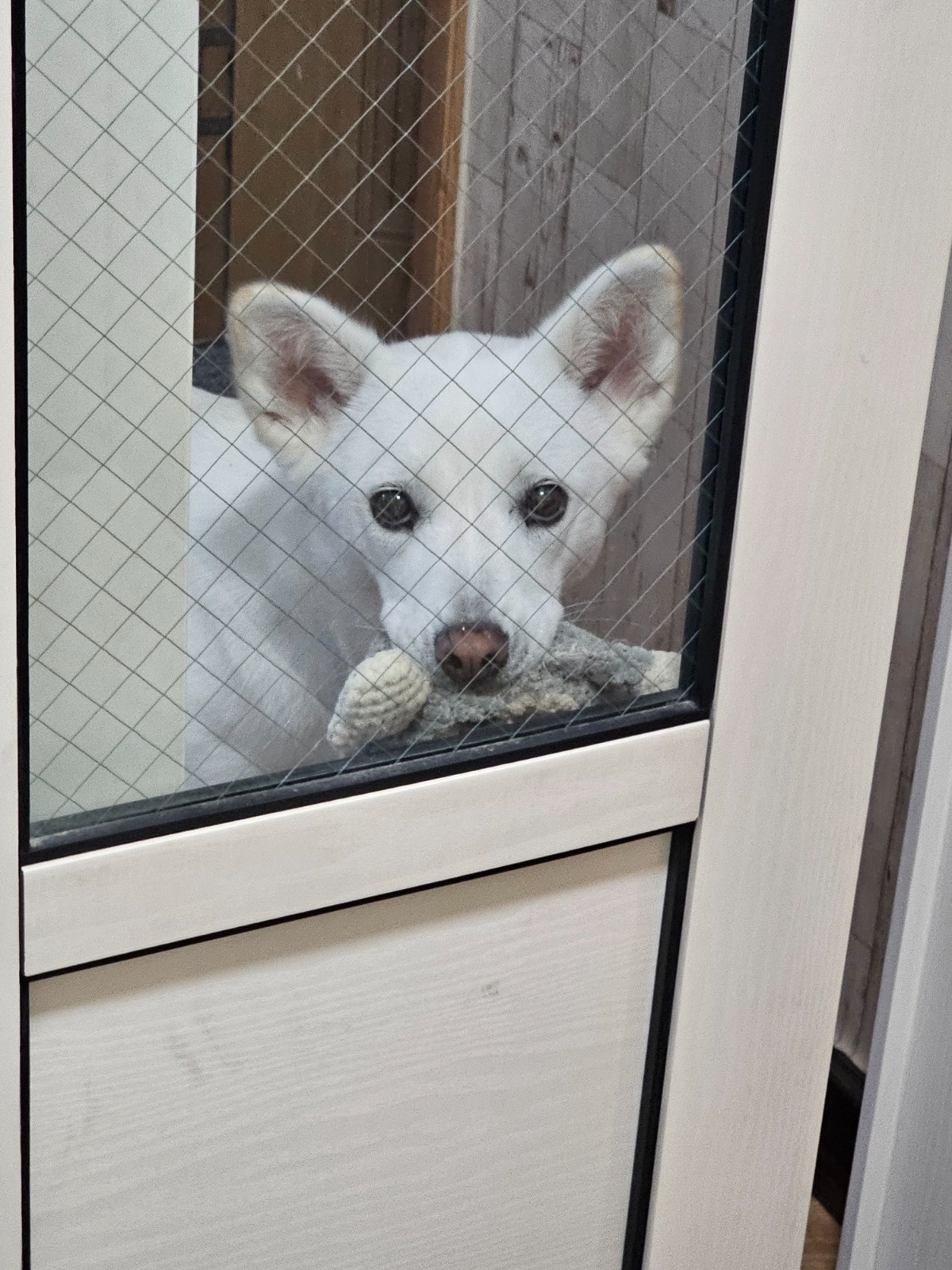 2/18~2/26 까지 댕댕이 맡아주실분 찾아요 공고 썸네일