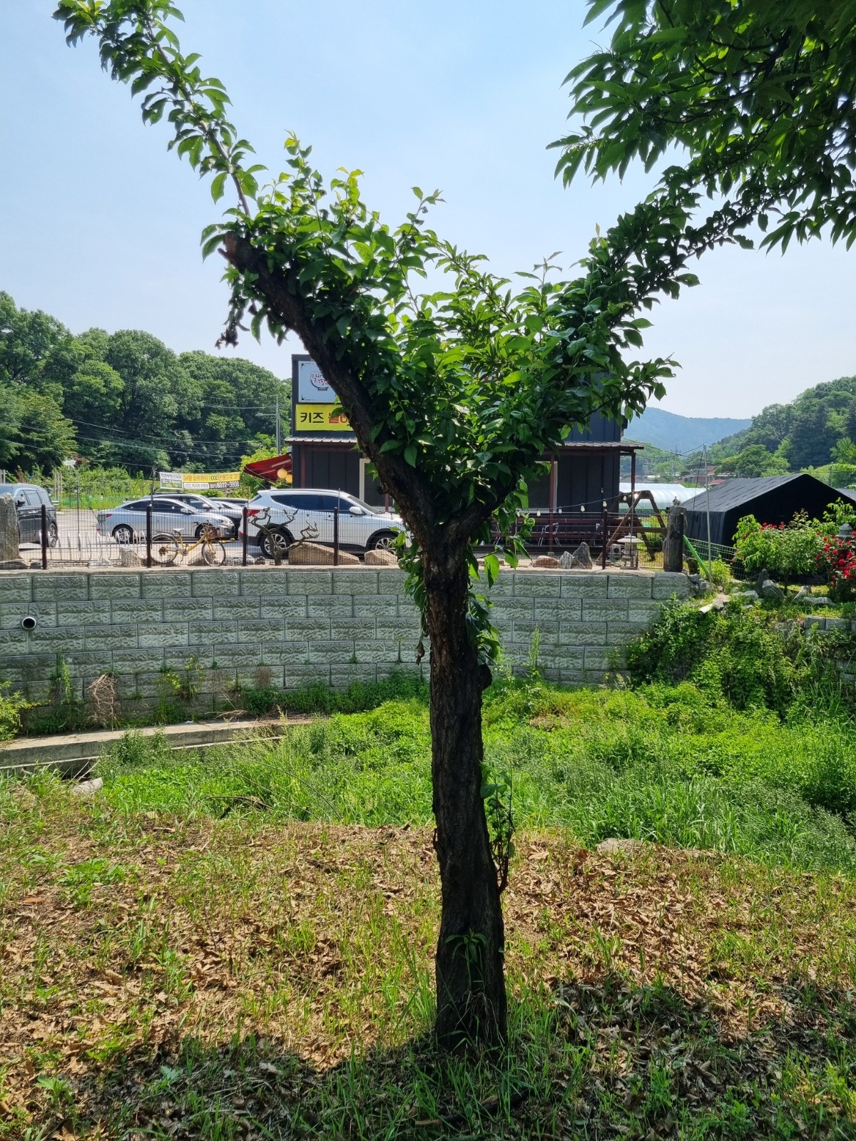 전기톱으로 나무 밑둥 제거(10주) 공고 썸네일