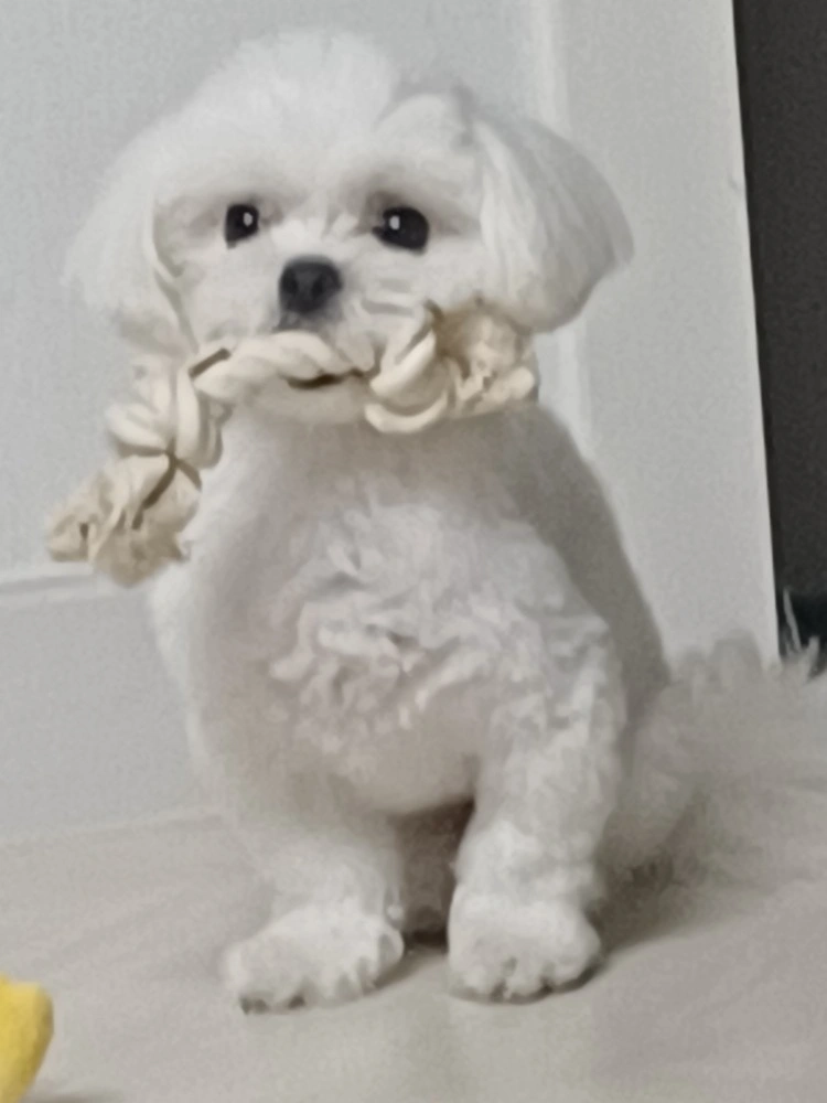 강아지돌봄 구해봅니다.