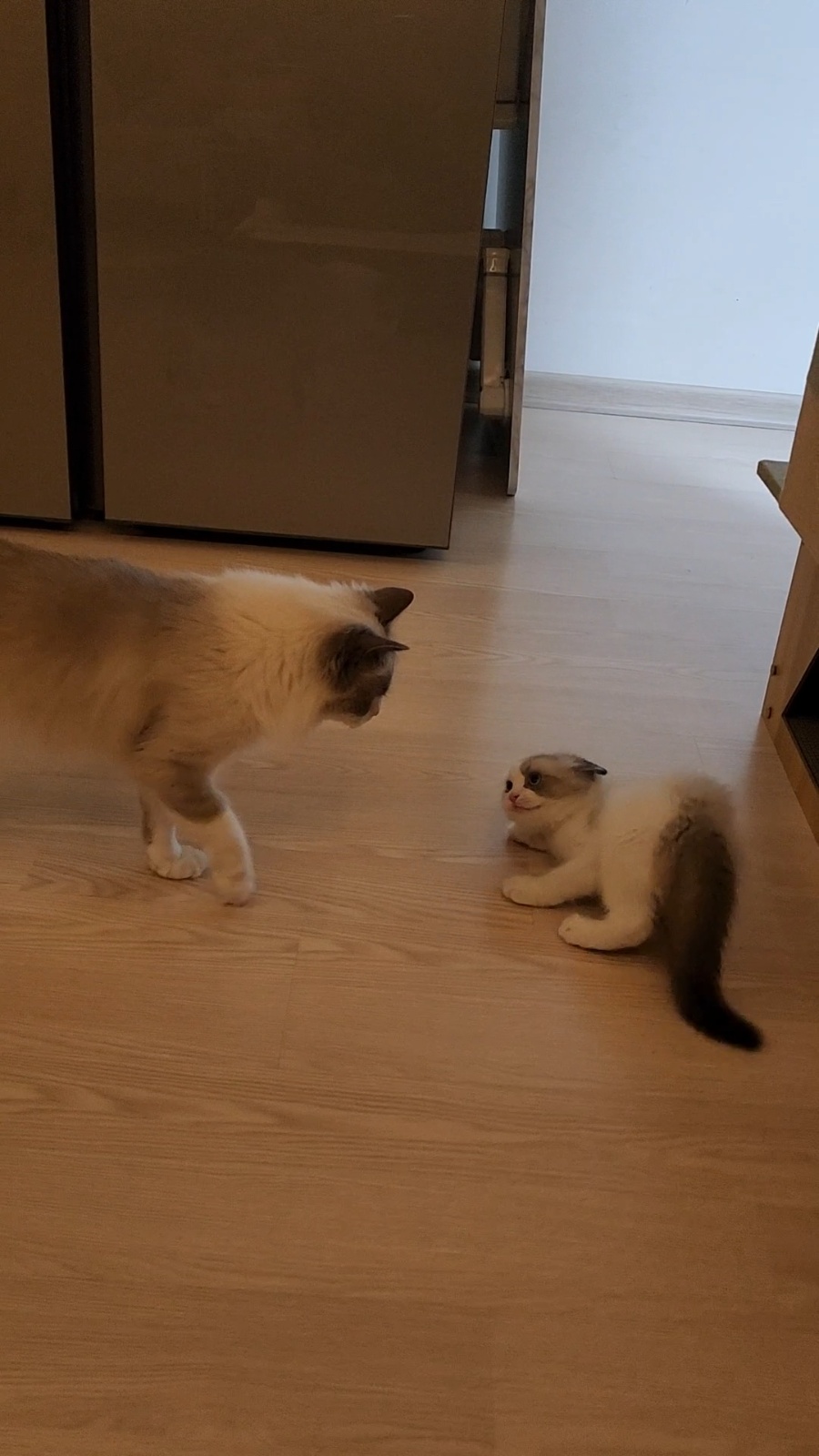 주 3일 집청소, 고양이 돌봄 공고 썸네일