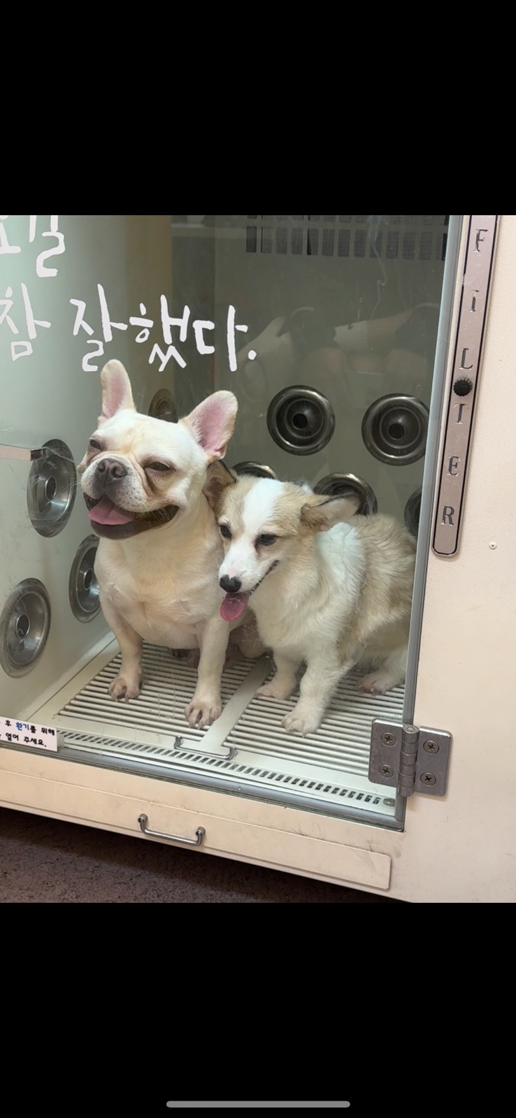 강아지 돌봄 및 배설물 및 산책 공고 썸네일