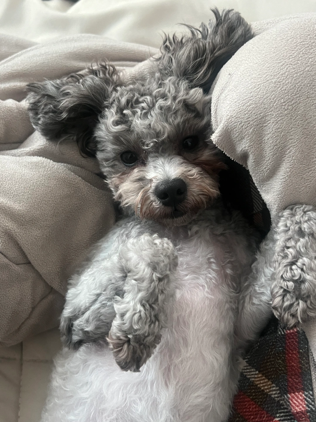 강아지 산책