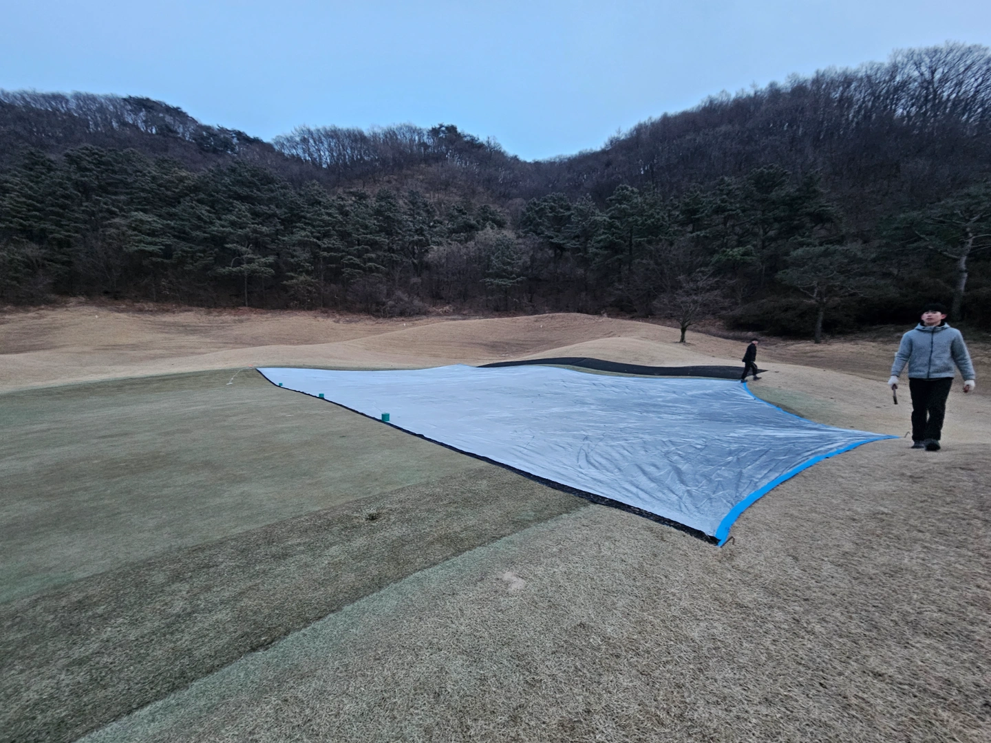 골프장 그린 피복 덮기 알바모집