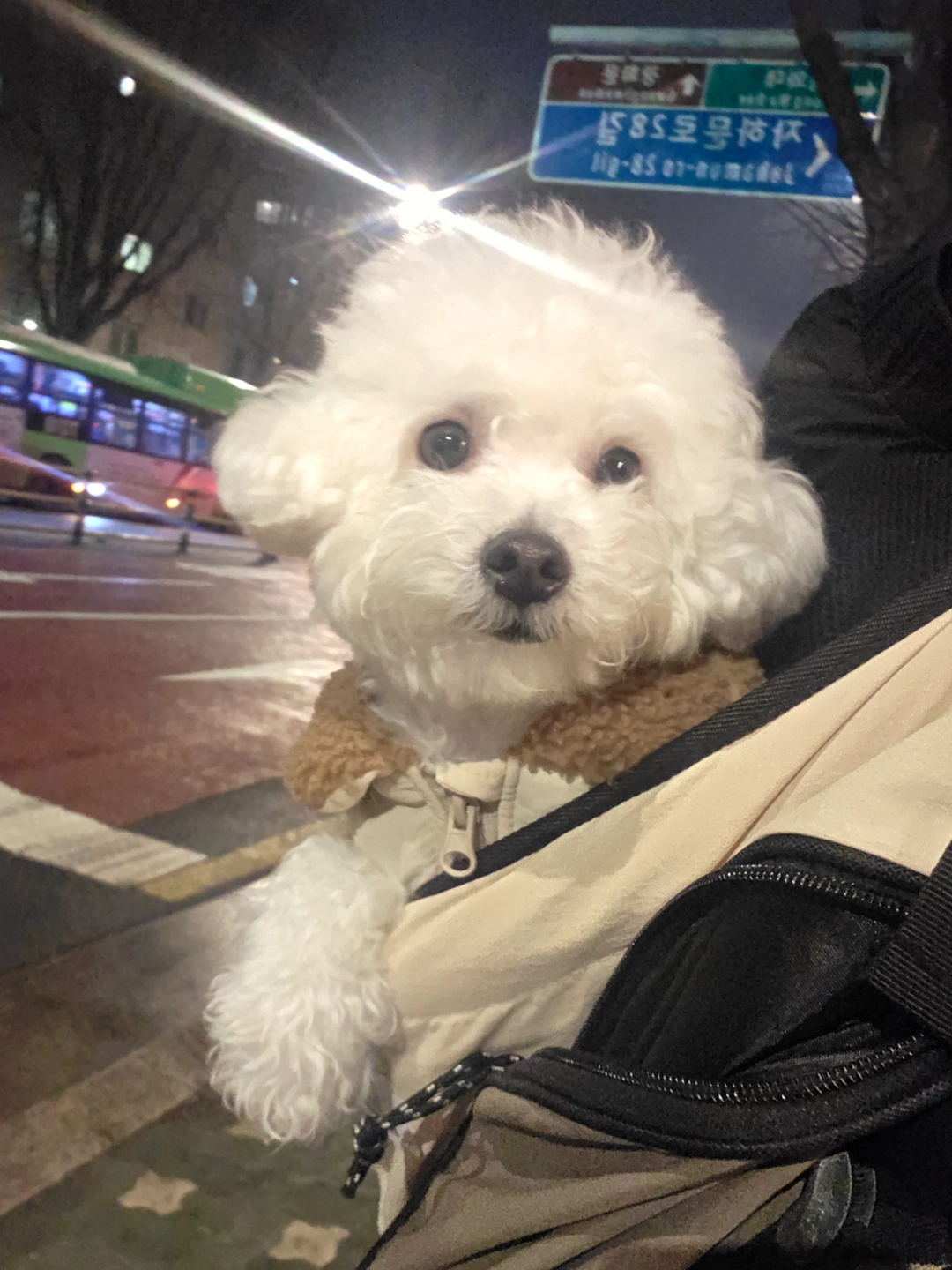 추석 연휴(22일 아침 ~ 26일 아침) 애견돌봄