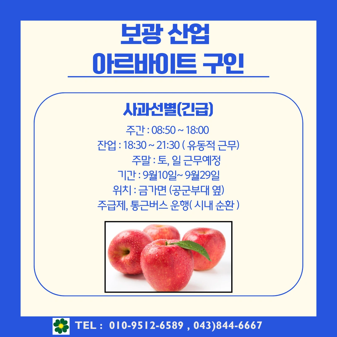 사과 선별 포장 인원 구인