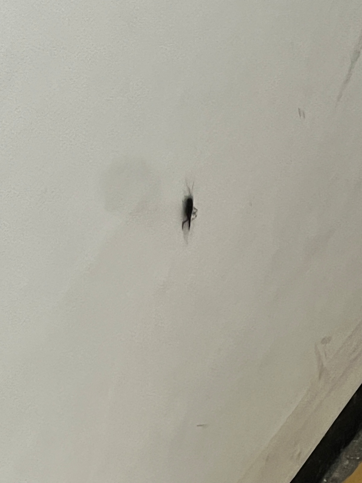 귀뚜라미 잡아주실 수 있나요ㅠㅠ 공고 썸네일