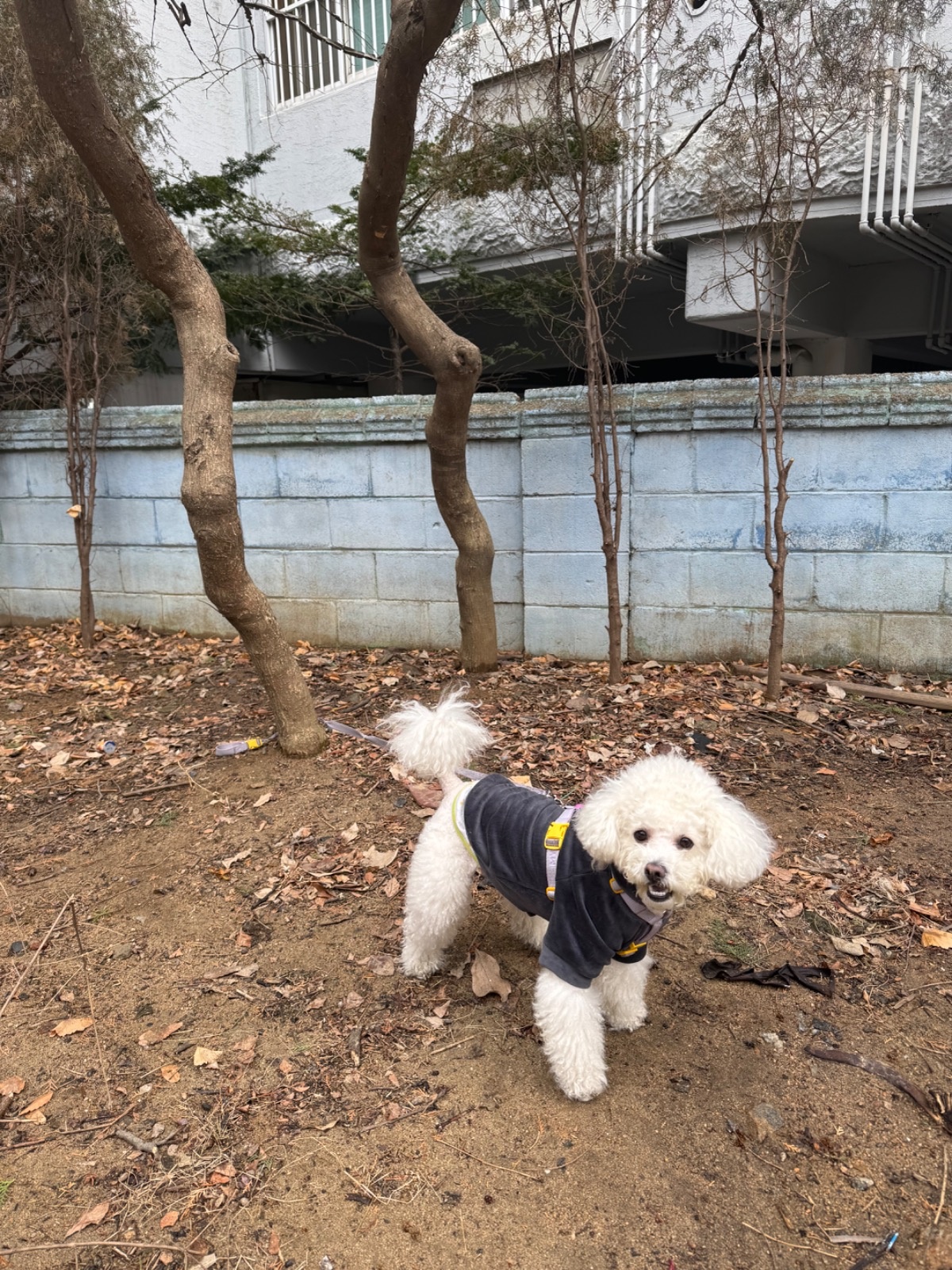 강아지 산책 해주실 분 공고 썸네일