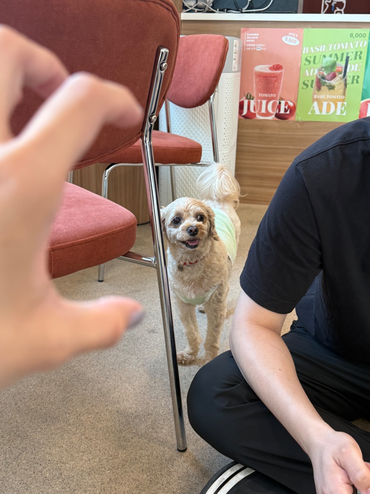 강아지 산책 ( 줌파크 사시는 분만 ) 공고 썸네일