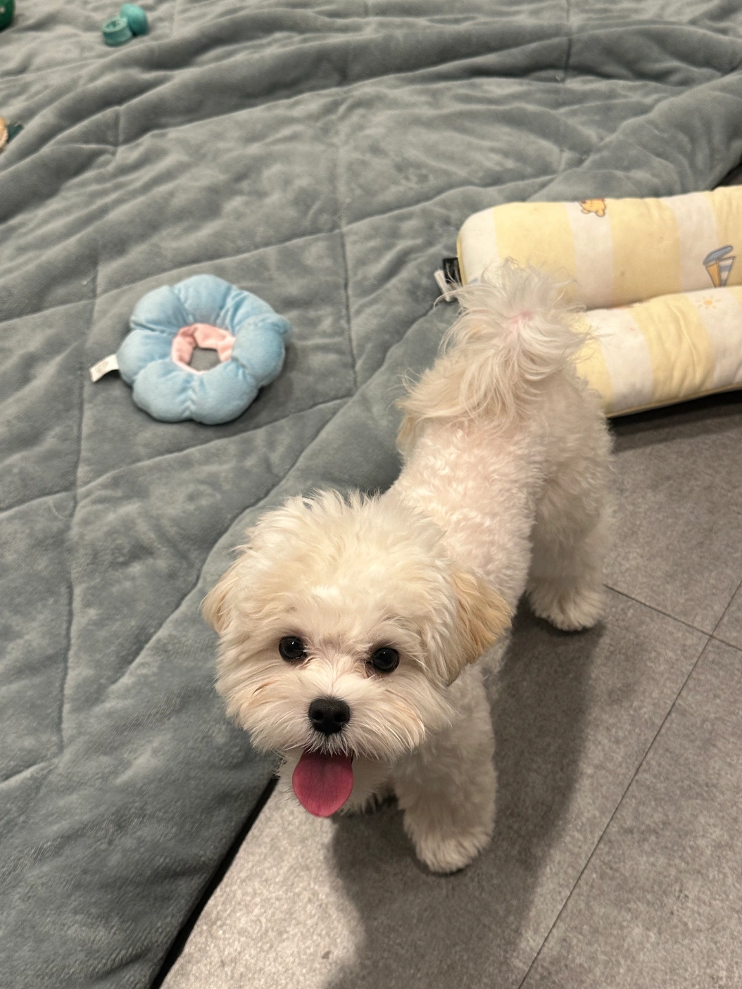 강아지 밥이랑 물좀 챙겨주세요