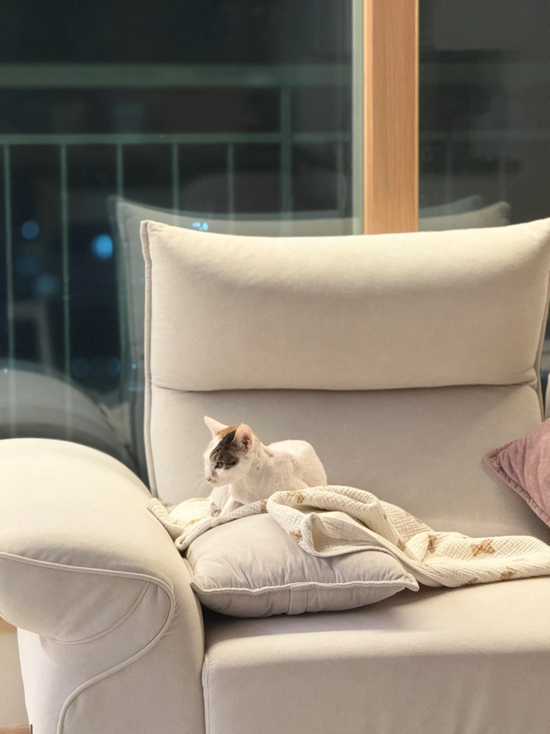 고양이 돌봄 및 간단한 청소