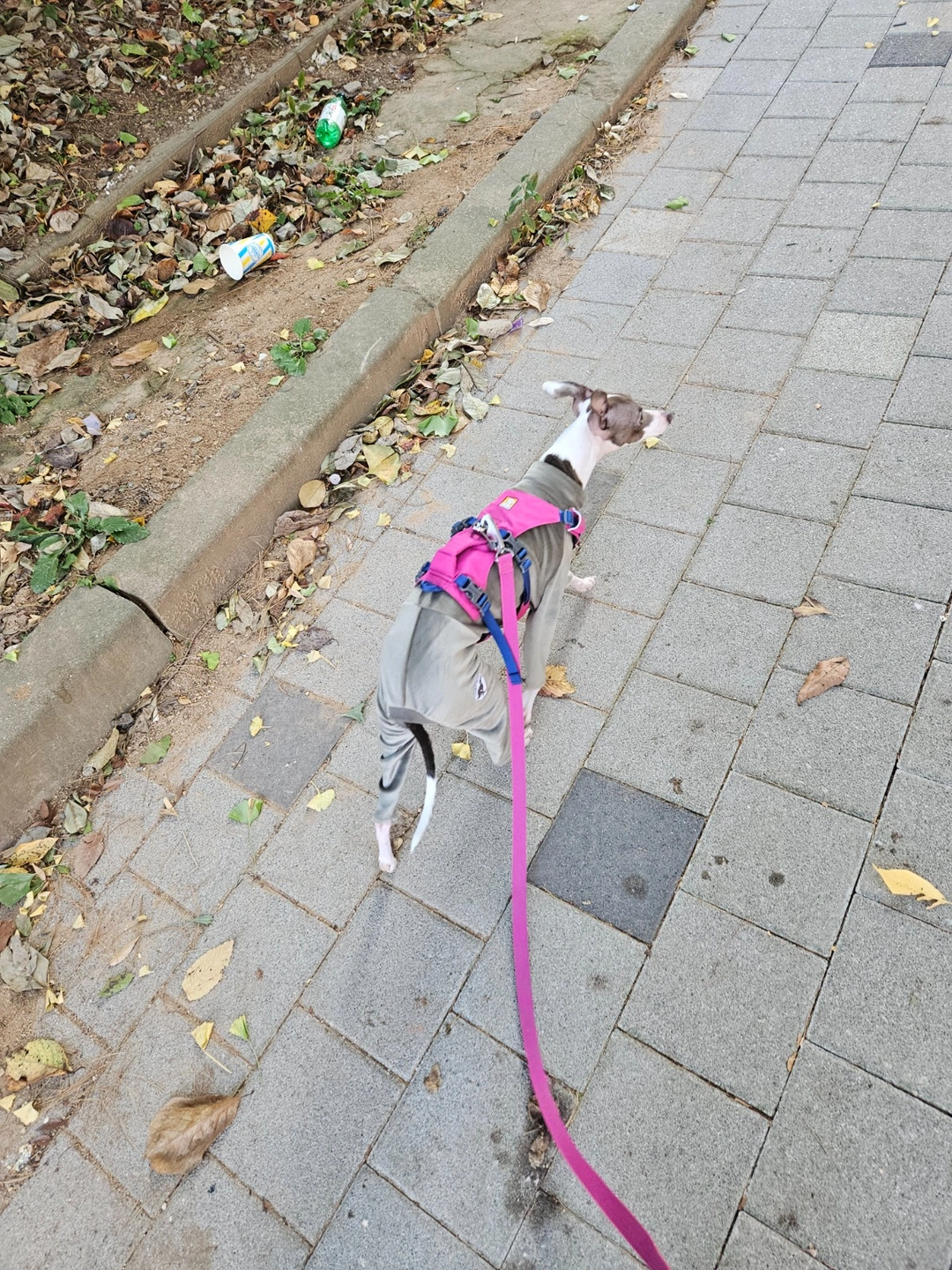 강아지 호텔,놀이방 장기 구해요.금 오전 08:30~