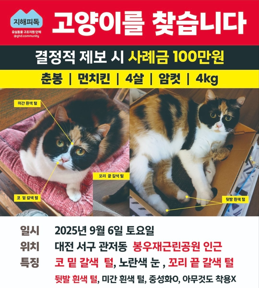 고양이 실종 전단지 배포 알바 구합니다. 공고 썸네일