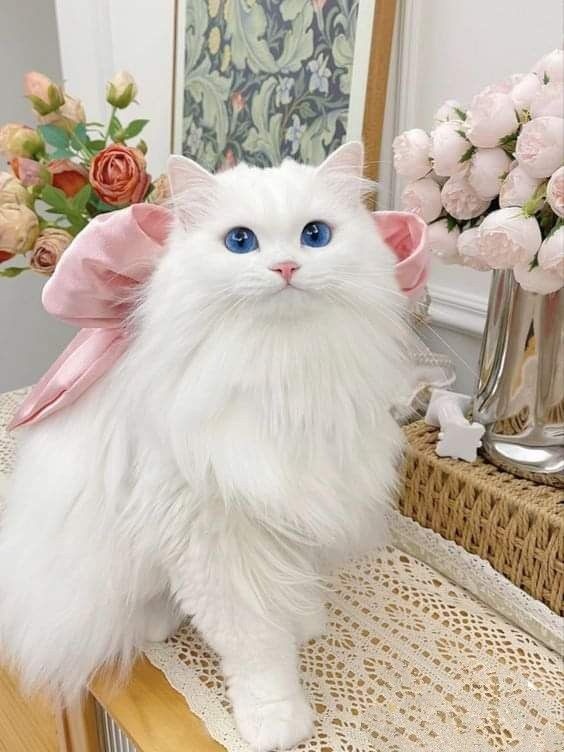 고양이 / 강아지 모델 공고 썸네일