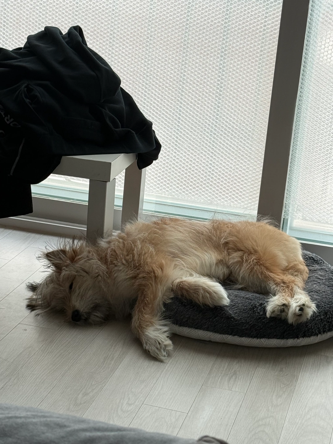 강아지 봐주실분..!