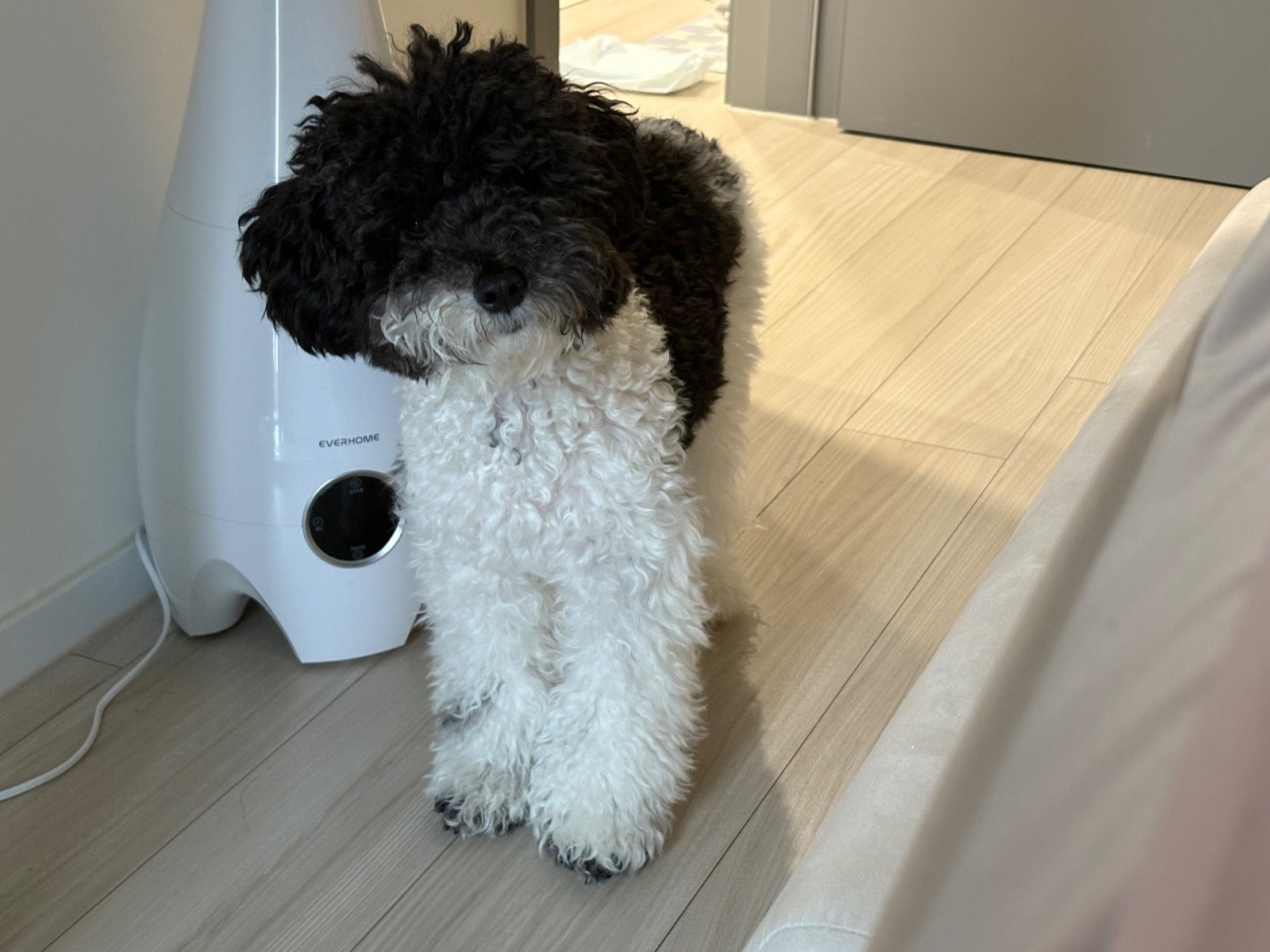 반려동물 돌봄 구합니다 !! 공고 썸네일
