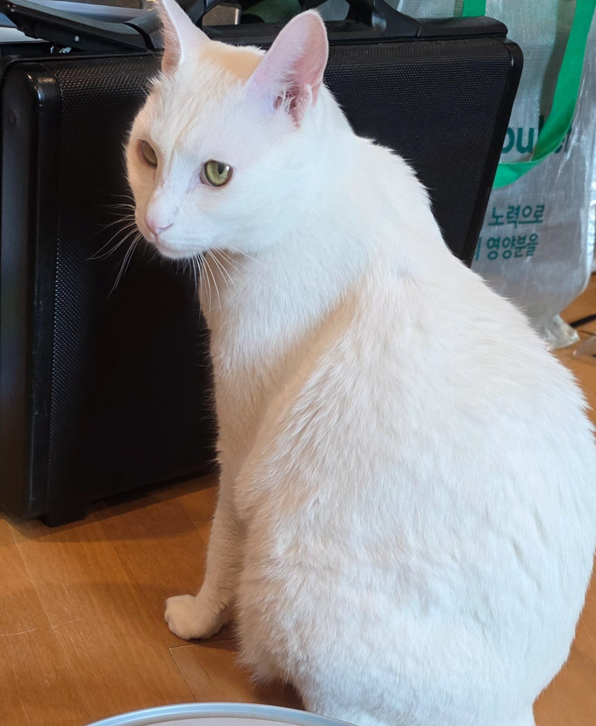 일주일 두번 고양이 돌봐주기