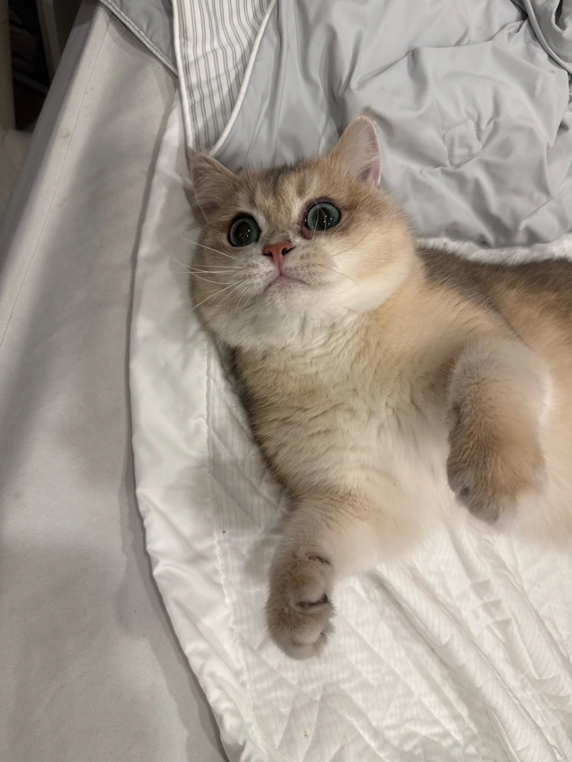 고양이 돌봐주실분 구합니다(10/28~30 방문형)