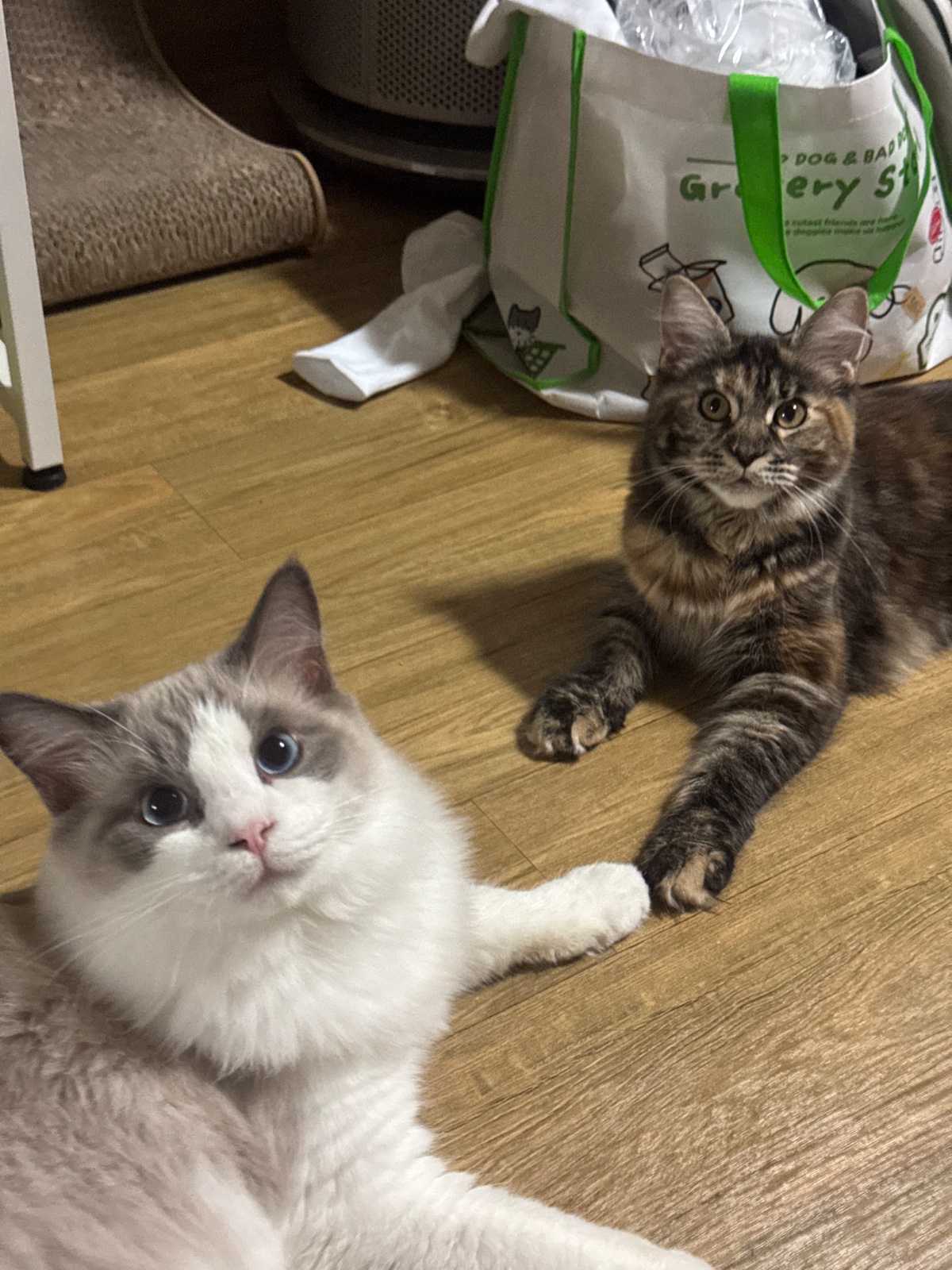 고양이 케어 공고 썸네일