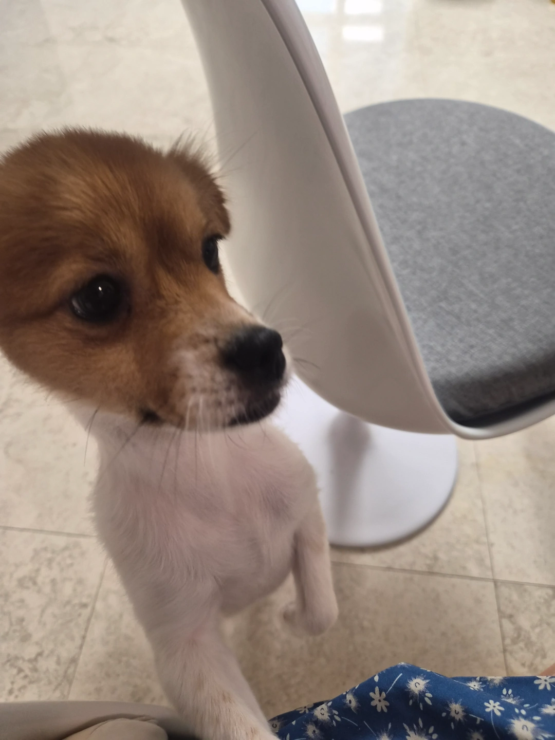 강아지 산책 알바