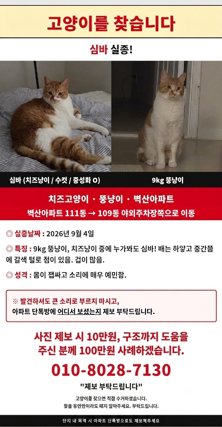 (포상금 100만원) 고양이를 찾아주세요