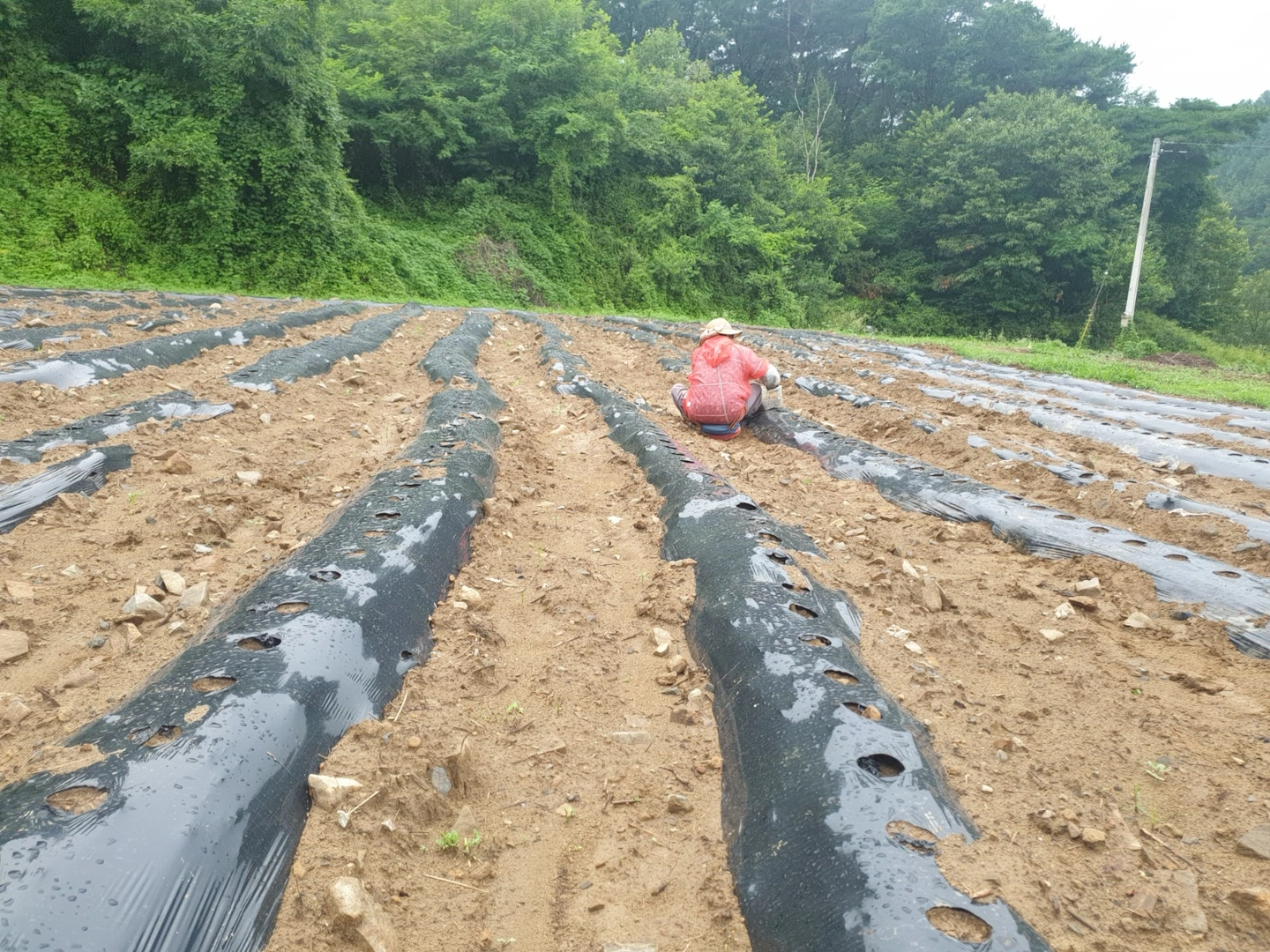 대파 모종 심기