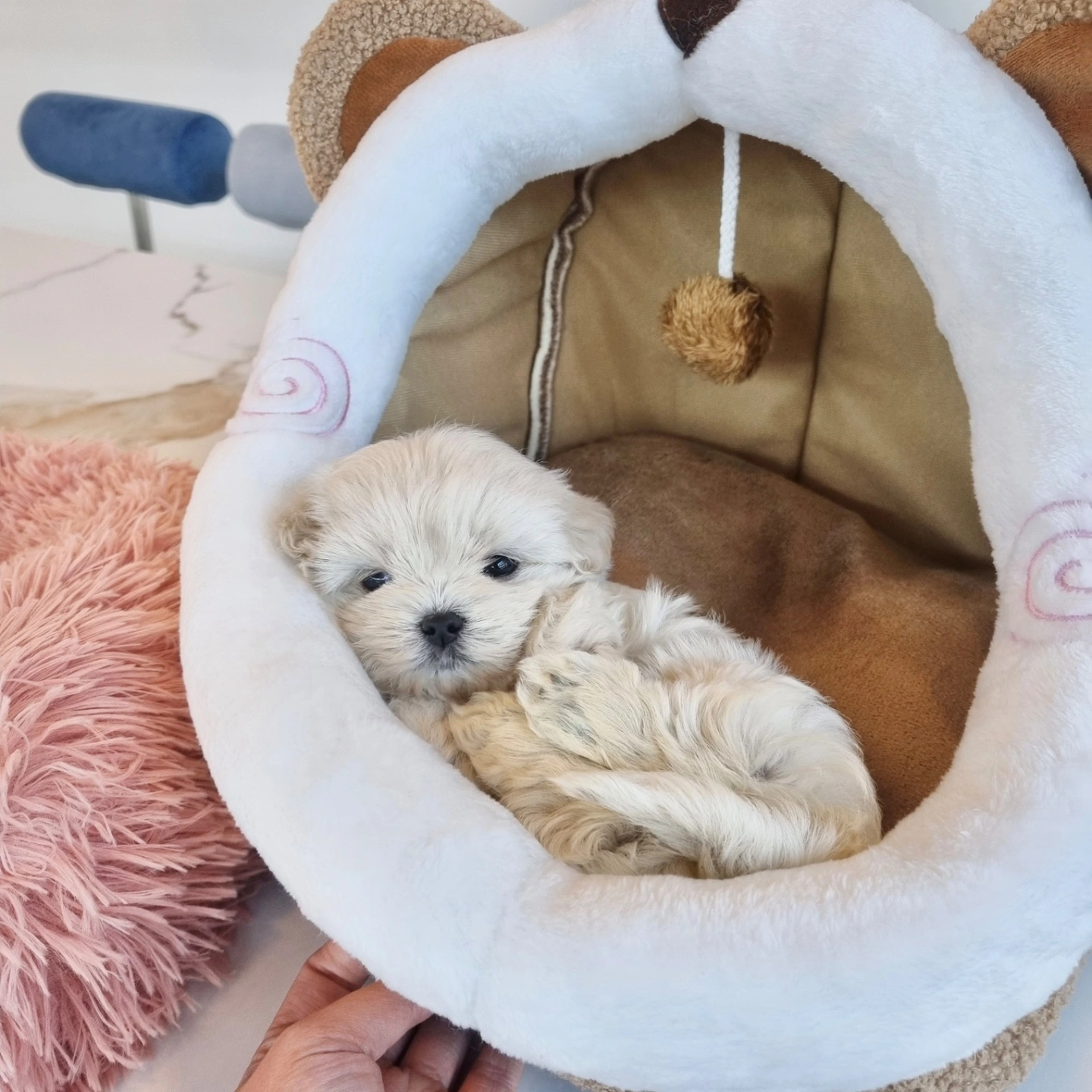 애견미용사구함 새끼강아지 목욕 초보가능 경력없어도가능