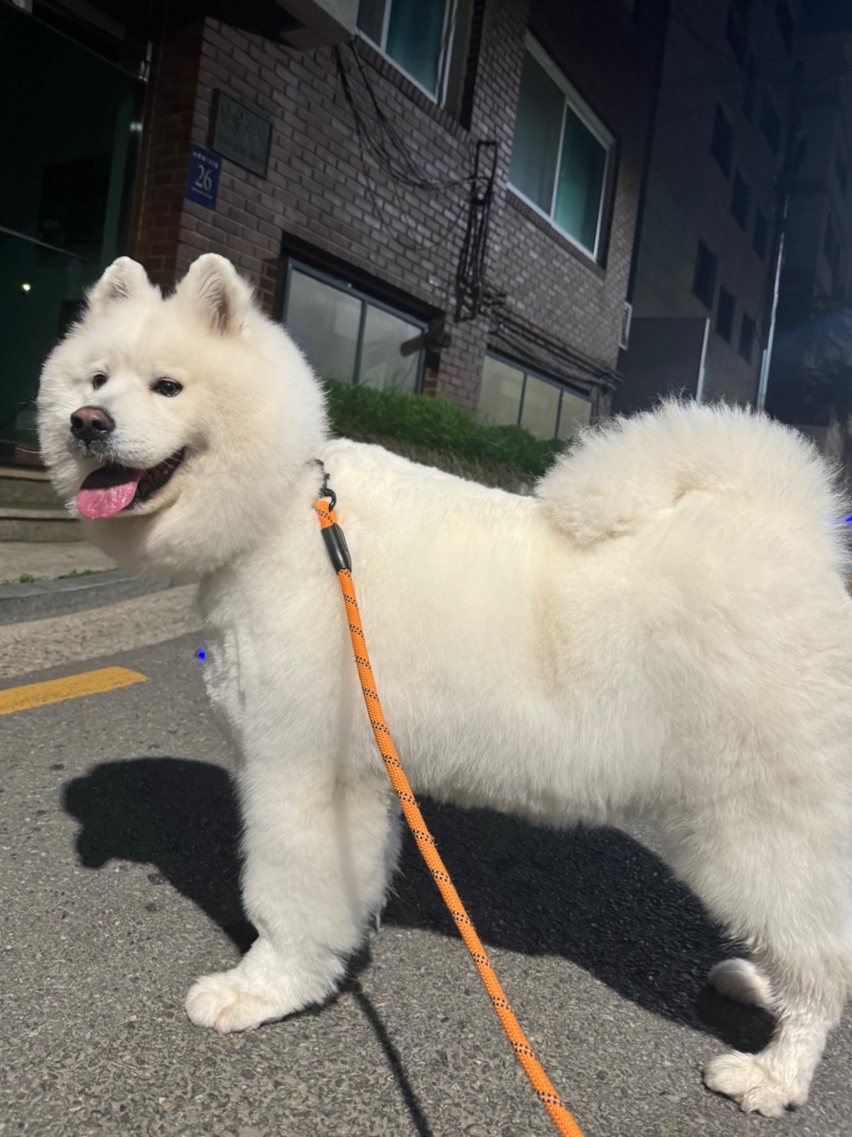 바로 가능한분 /강아지산책 1시간 공고 썸네일