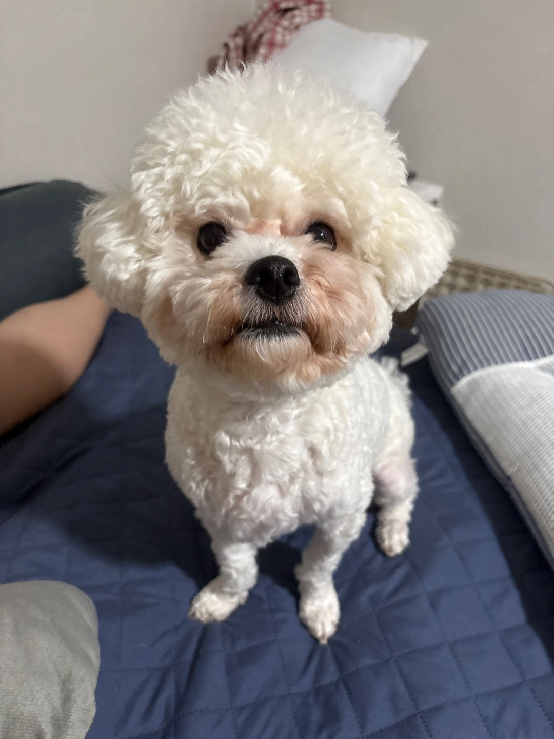 말티푸랑 비숑 돌봐주실분...