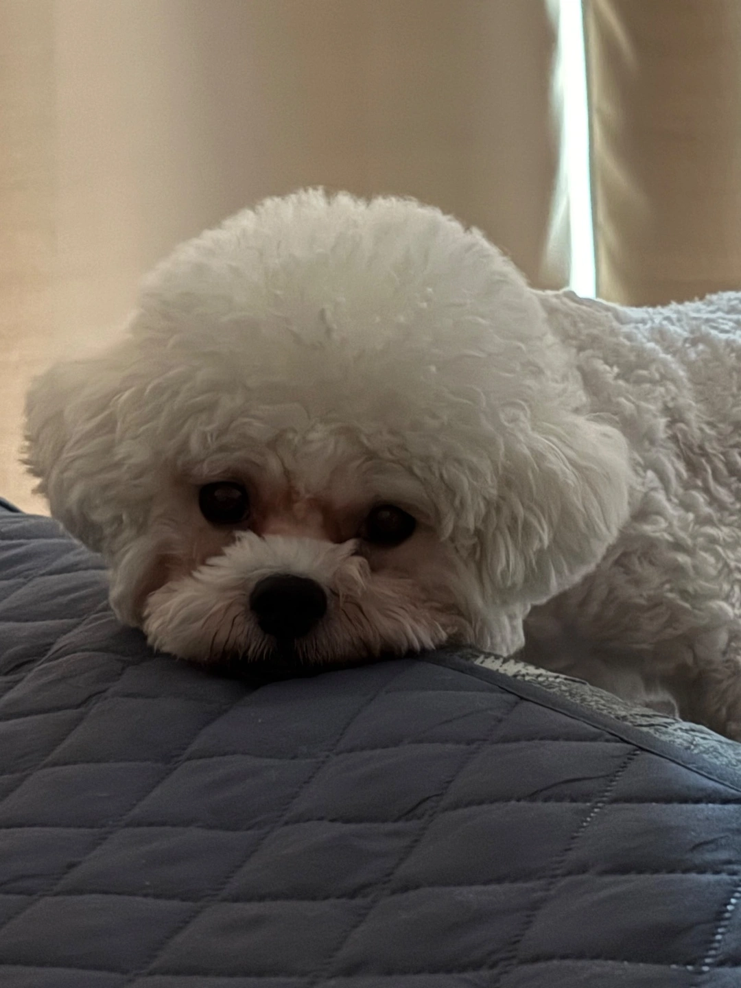 비숑 돌봐주실분