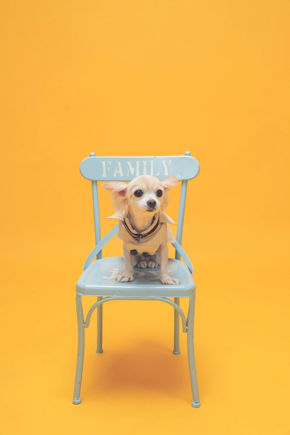 소형견 강아지 9.30~10.17까지 호텔링해주실분