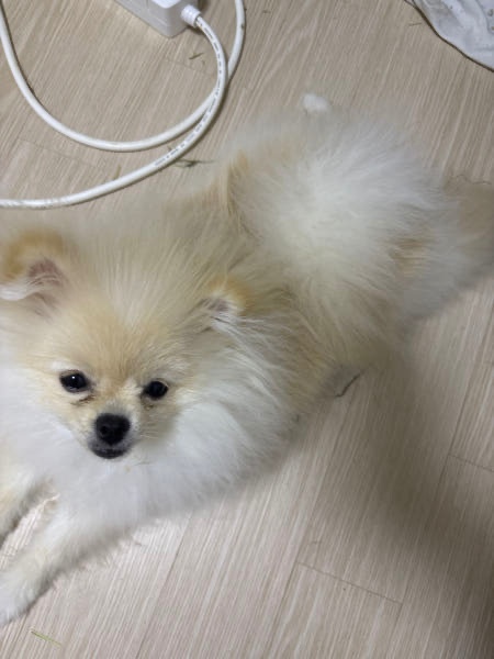 강아지 한달정도 맡겨주실분 구합니다 공고 썸네일