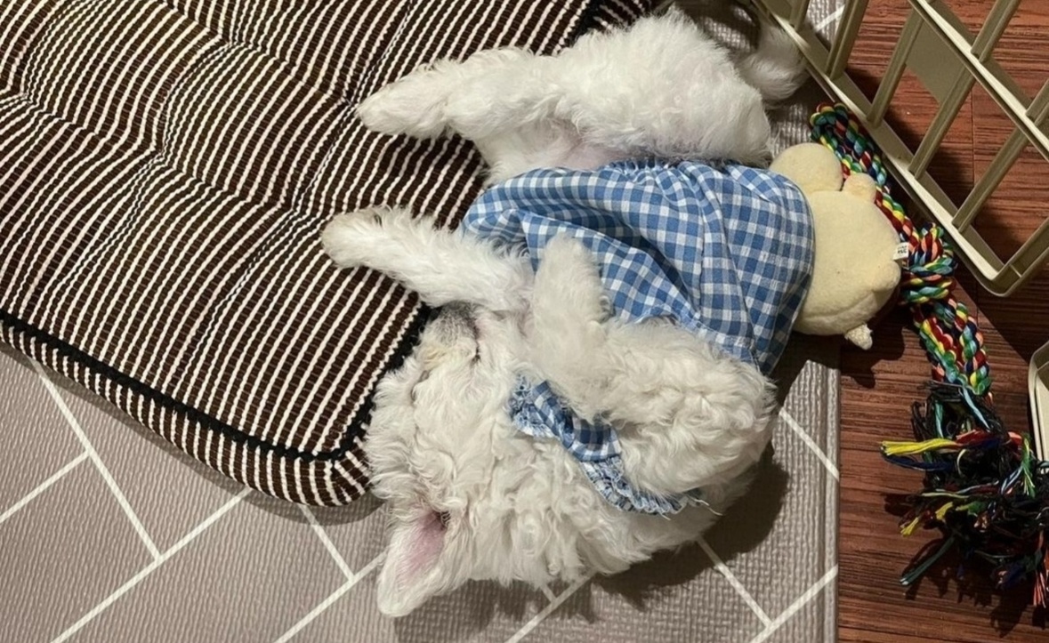 강아지 산책 한시간 시켜주실분 구해요 공고 썸네일
