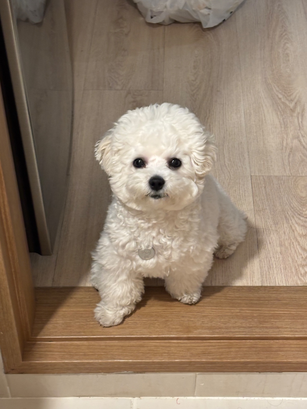강아지 돌보기 공고 썸네일