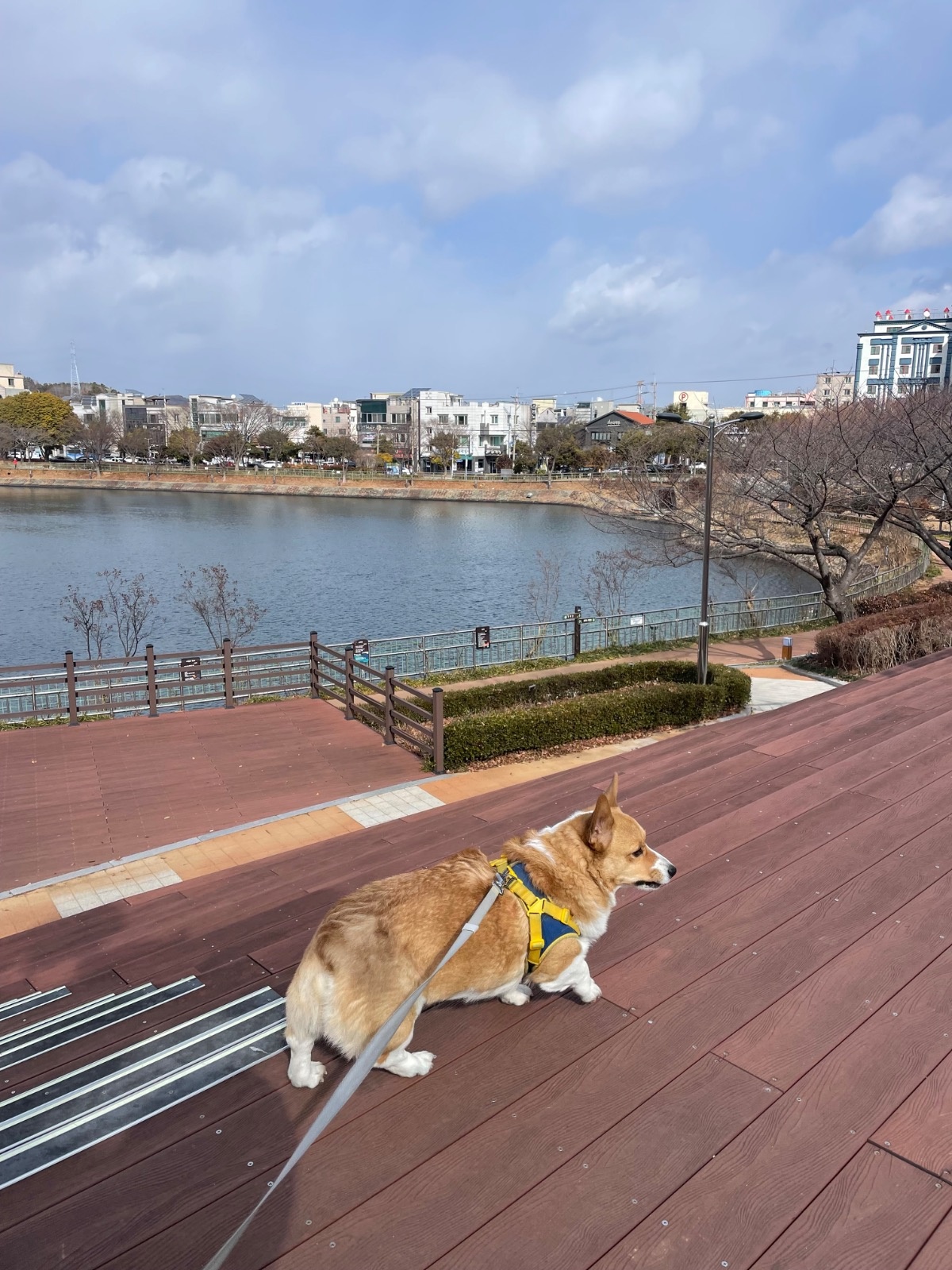 강아지 산책알바 공고 썸네일