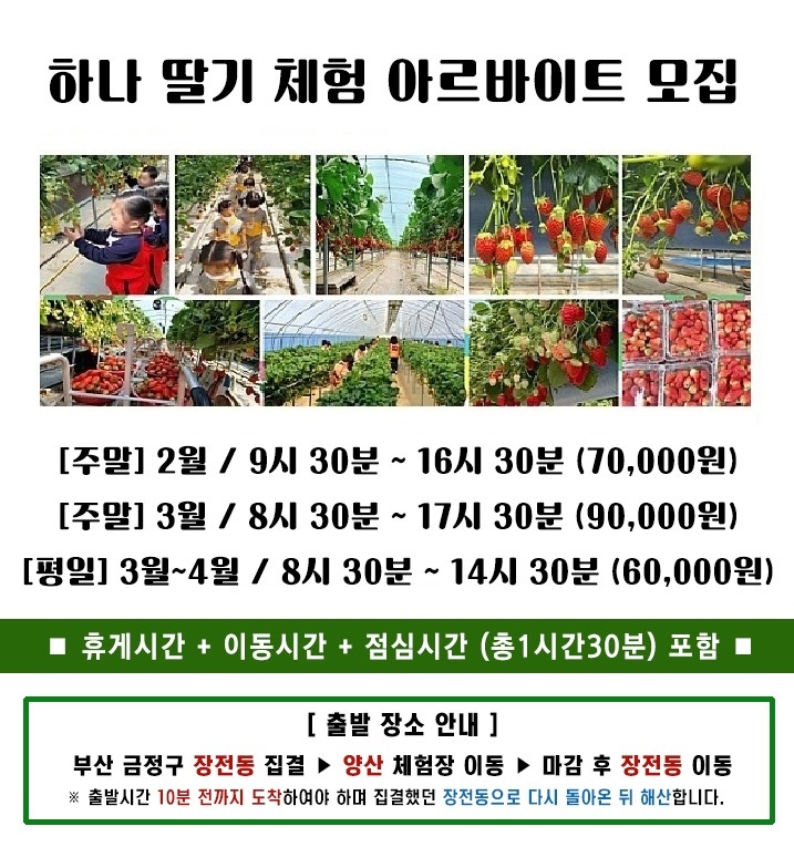 딸기 체험장 주말/주중 현장알바구함 공고 썸네일