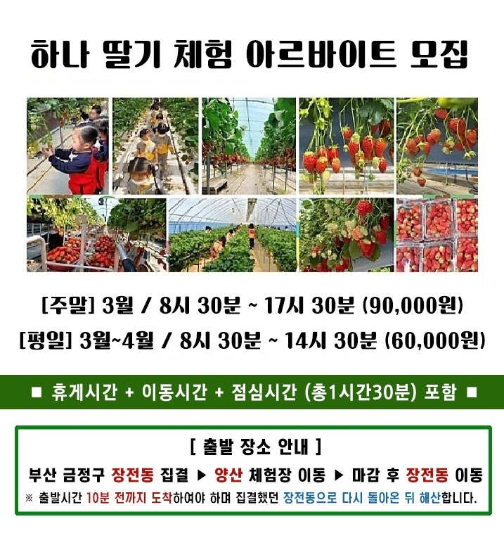 딸기 체험장 주말/주중 현장 알바구함 공고 썸네일